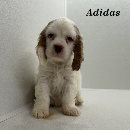 puppy, for, sale, Cocker Spaniel, Joe & Cherri  Overlease, dog, breeder, Miller, MO, dog-breeder, puppy-for-sale, forsale, nearby, find, puppyfind, locator, puppylocator, aca